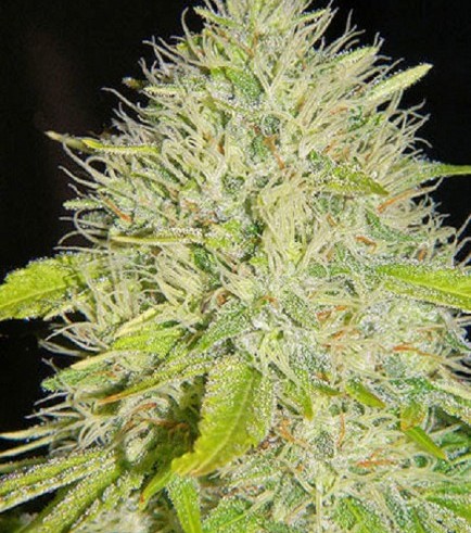 Cap Peeler (Kingdom Organic Seeds)