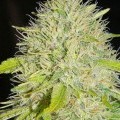 Cap Peeler (Kingdom Organic Seeds)