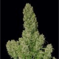 Guillotine (French Touch Seeds)