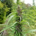 Master Hemp (Medical Marijuana Genetics)