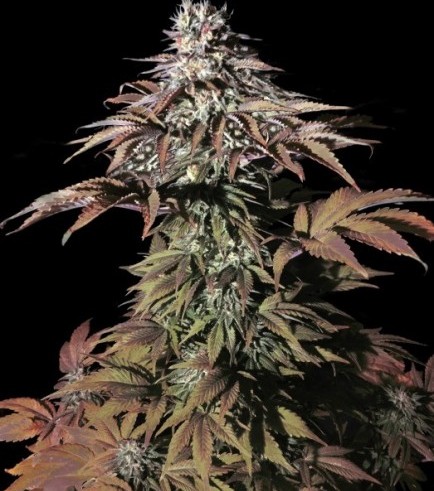 Landysh (VIP Seeds)