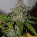 Tangie'matic (Fast Buds)