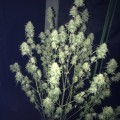 Tangie'matic (Fast Buds)