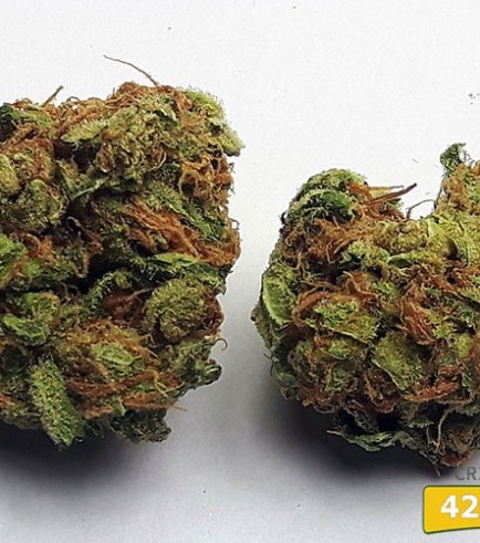 Critical Mass (420.pixels)