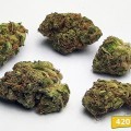 Jack Herer (420.pixels)