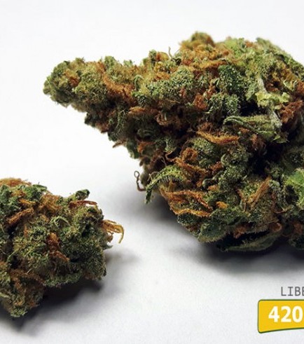 Liberty Haze (420.pixels)