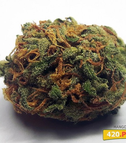 Mango Haze (420.pixels)