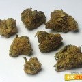 Mango Haze (420.pixels)