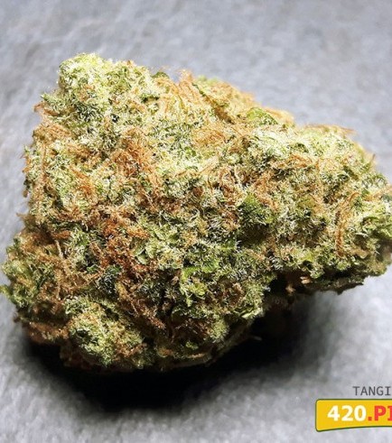 Tangilope (420.pixels)