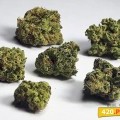 Blue Cheese (420.pixels)