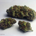 Blueberry Muffin (420.pixels)