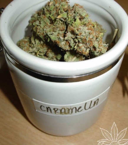 Caramella (Homegrown Fantaseeds)