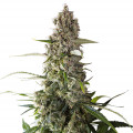 Prima Holandica (Super Sativa Seed Club)