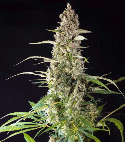 Prima Holandica (Super Sativa Seed Club)