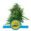 Solomatic CBD (Royal Queen Seeds)