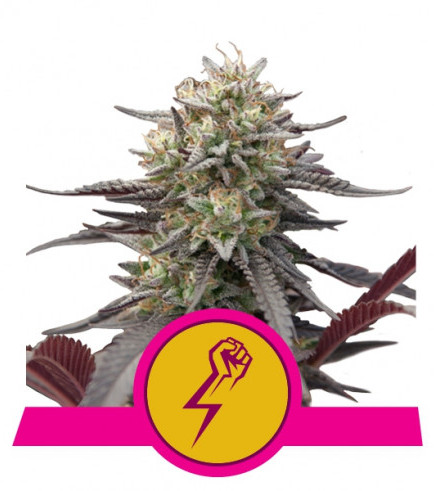 Green Punch (Royal Queen Seeds)