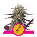 Green Punch (Royal Queen Seeds)