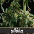 Silversurfer Haze (Blimburn Seeds)