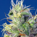 Do-Sweet-Dos (Sweet Seeds)
