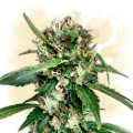 Blue Dream (Zamnesia Seeds)