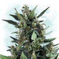 Cherry Bud Autoflowering