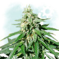 Jack Herer Autoflowering