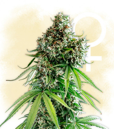 Lemon Power Haze