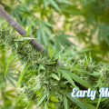 Early Maroc (Philosopher Seeds)