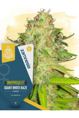 Giant White Haze