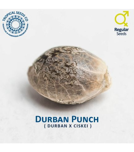 Durban Punch