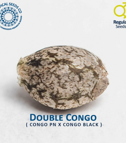 Double Congo