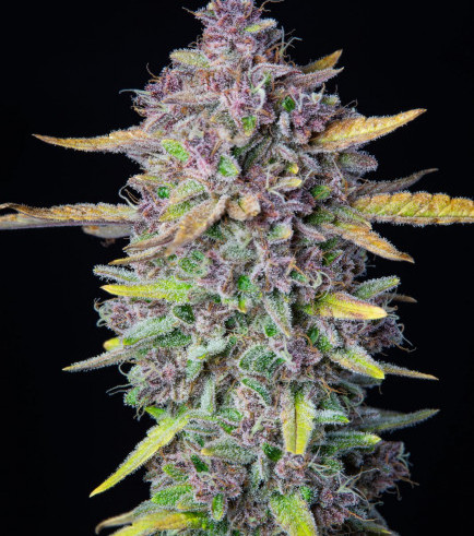Purple Punch Auto
