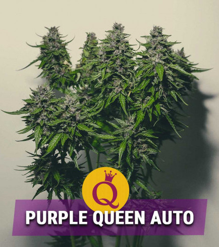 Purple Queen Automatic