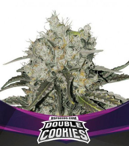 Double Cookies