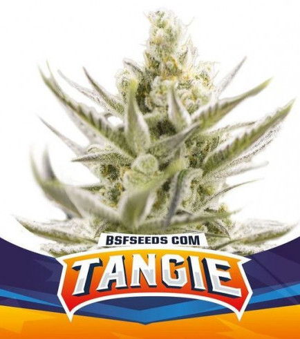 Tangie XXL Auto