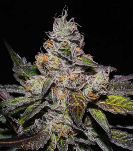 Peanut Butter Breath