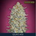 Gelato 33