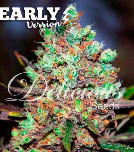 Cotton Candy Kush Early Version