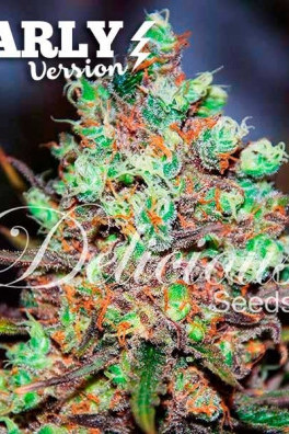 Cotton Candy Kush Early Version