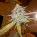 Headstash