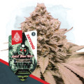 Ghost Train Haze