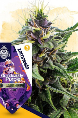 Granddaddy Purple
