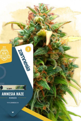 Amnesia Haze