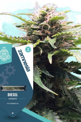 Diesel Autoflowering