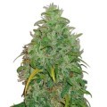 Original Skunk (Zativo Seeds)