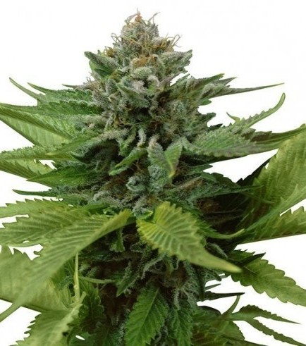 Blue Widow (Zativo Seeds)