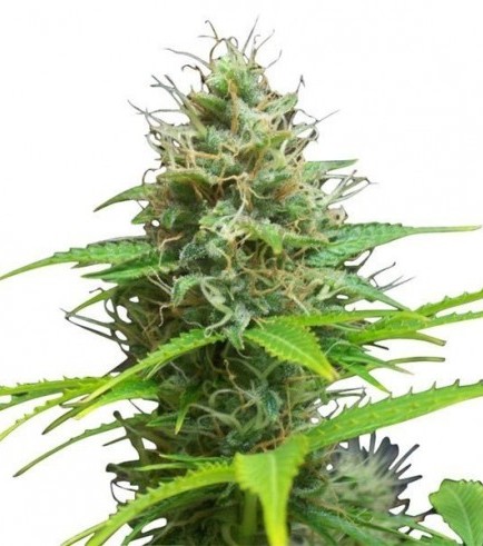 Sweet Candy Autoflowering (Zativo Seeds)