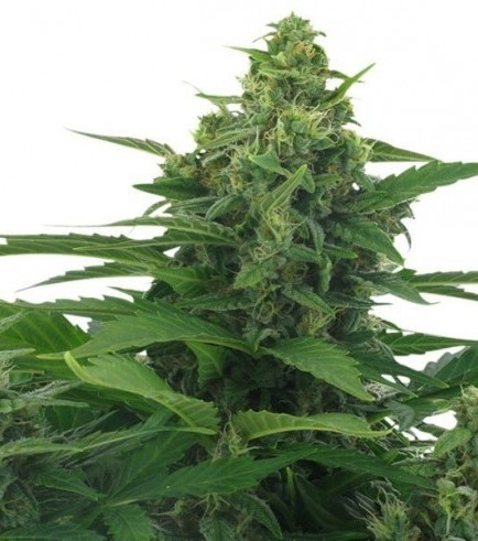 Original Skunk Autoflowering (Zativo Seeds)