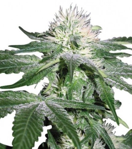 Hash Ultimate (Zativo Seeds)