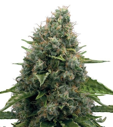 Power Skunk (Zativo Seeds)